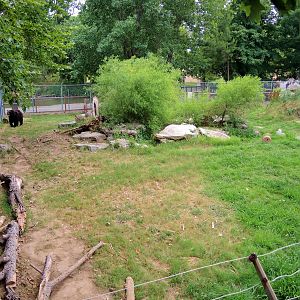 Wildlife Trek - Life in the Forest - American Black Bear yard