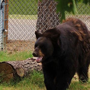 Wildlife Trek - Life in the Forest
