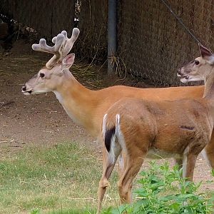 Wildlife Trek - Life in the Forest