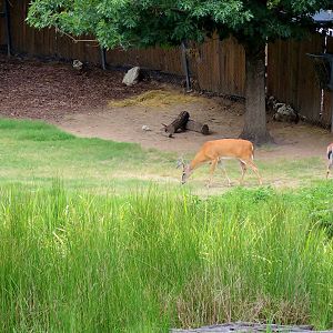 Wildlife Trek - Life in the Forest