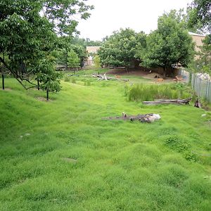 Wildlife Trek - Life in the Forest - White-tailed Deer Yard