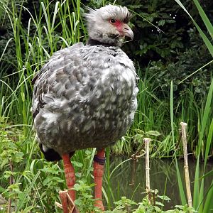 Crested Screamer