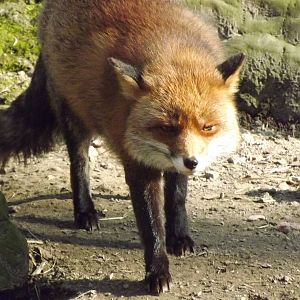 Red fox