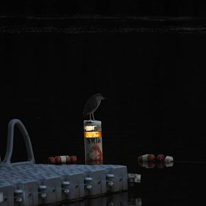 Black-Crowned Night Heron