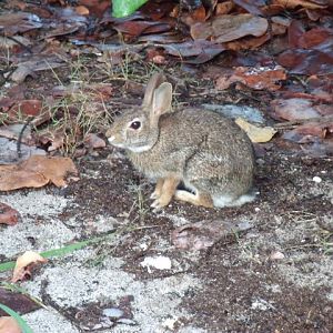 Eastern Cottontail
