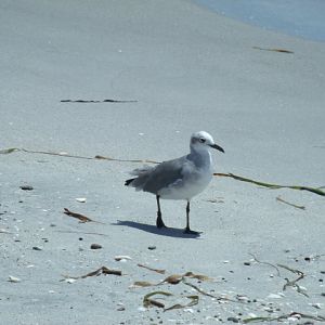 Laughing Gull