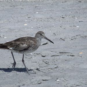 Willet