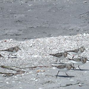 Sanderlings