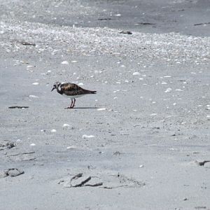 Ruddy Turnstone