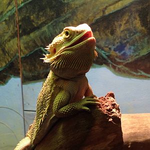 Bearded Dragon