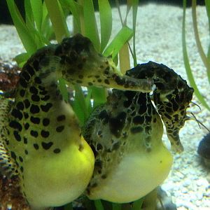Pot Bellied Seahorse