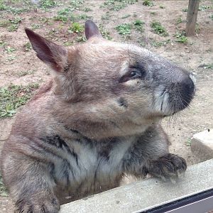 Southern Hairy Nosed Wombat