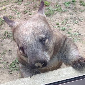 Southern Hairy Nosed Wombat