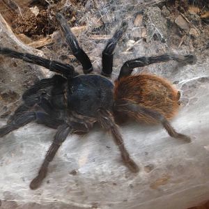 Greenbottle Blue Tarantula