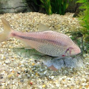 Blind Cave Characin