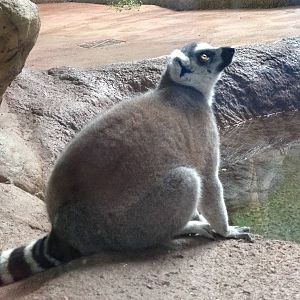 Ring Tailed Lemur