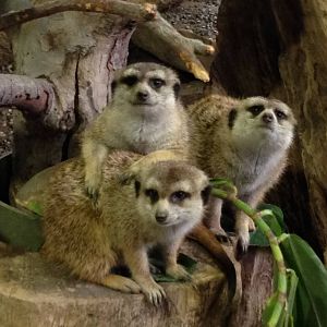 Slender Tailed Meerkat