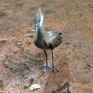 Hammerkop