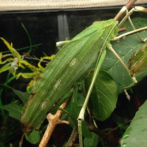 Giant Katydid