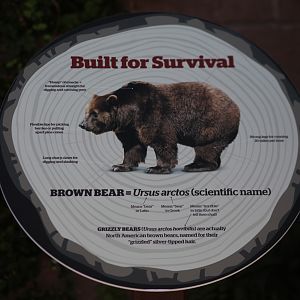 grizzly bear signage