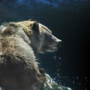 female grizzly bear