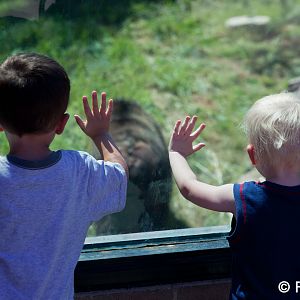 boys watching grizzly bear