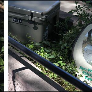 bear educational displays