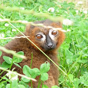 Red-bellied Lemur