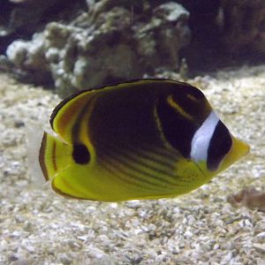 Boulogne-Lille_2011_002