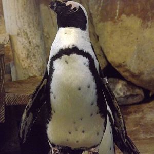 African penguin
