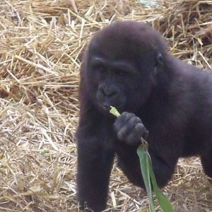 Young Western Lowland Gorilla