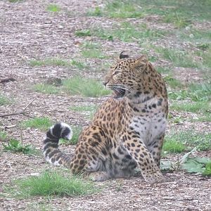 North Chinese Leopard
