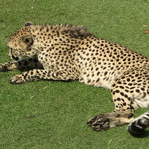 Cheetah At Paradise Wildlife Park
