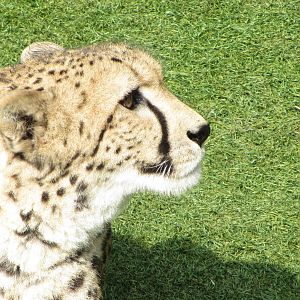 Cheetah At Paradise Wildlife Park