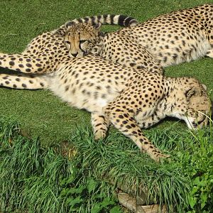 Cheetah At Paradise Wildlife Park