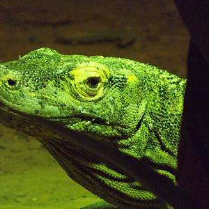 Komodo dragon