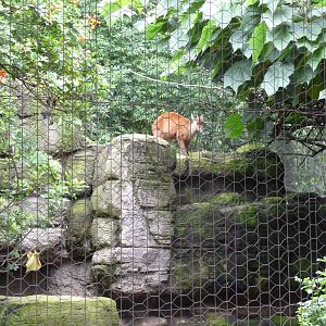 Mexican Brocket Deer Chapultepec Zoo