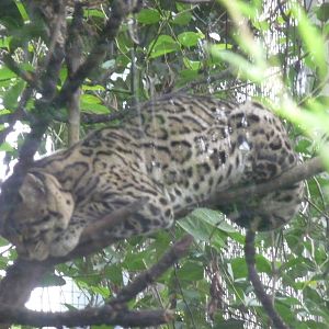 mexican ocelot chapultepec zoo