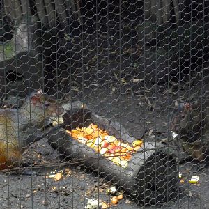 hybrid mexican aguti chapultepec zoo