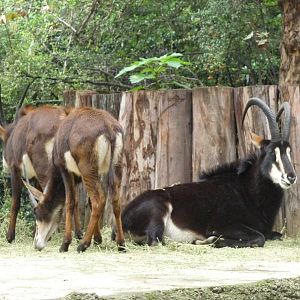 sable antelope chapultepec zoo