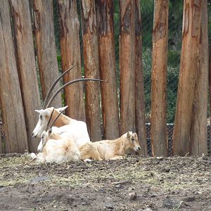 scimitar horned oryx chapultepec zoo