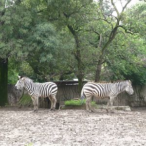 grant`s zebra chapultepec zoo