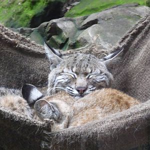 Bobcat bliss Chapultepec zoo