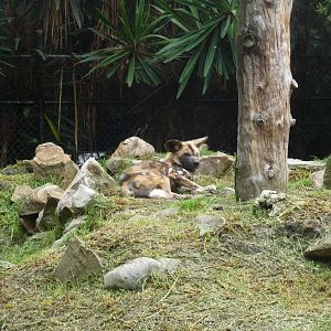 african wild dog chapultepec zoo