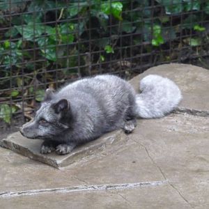 artic fox chapultepec zoo