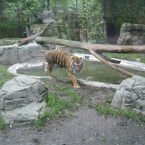 sumatran tiger exhibit chapultepec zoo