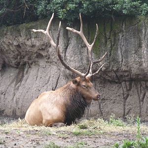 elk chapultepec zoo