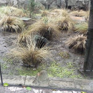 volcano rabbit exhibit chapultepec zoo