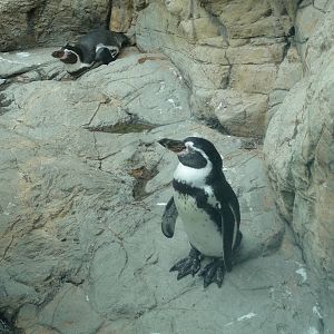 Humboldt' s Penguins Chapultepec Zoo