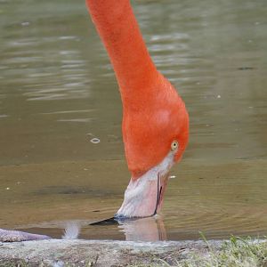 Flamingo